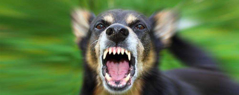 dog barking and showing teeth
